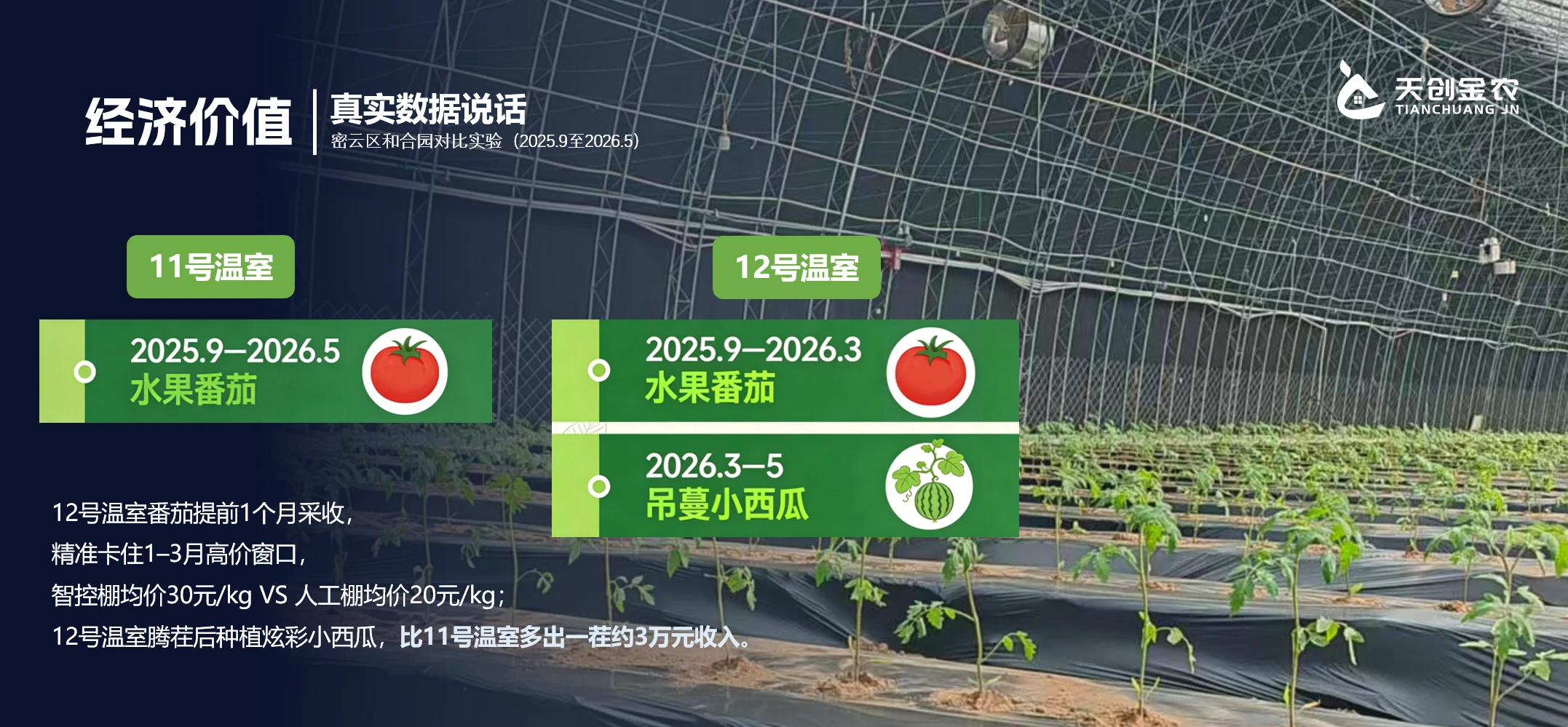 Economic value – No.12 smart vs No.11 manual greenhouse cropping and revenue comparison